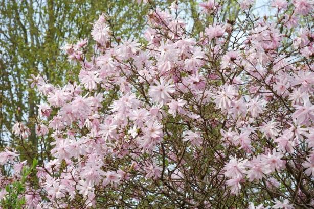 une autre variété: Magnolia Stellata 