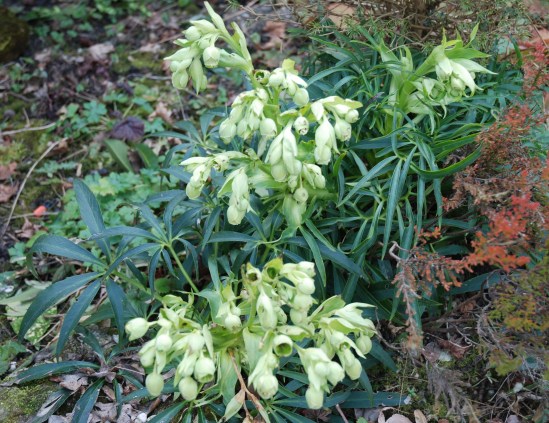 Helleborus foetida