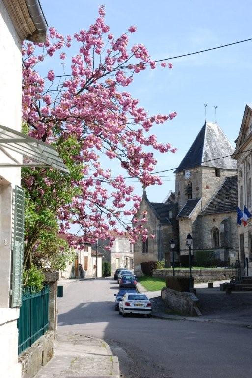 3-magnifique Prunus -