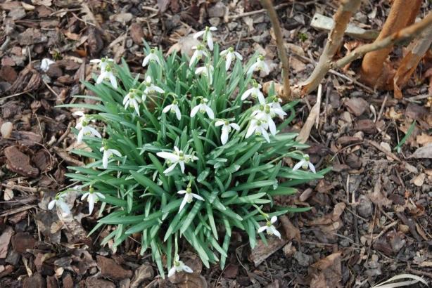 Perce-neige,d'aspect similaire aux Nivéoles qui ont des fleurs plus grandes 
