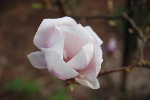 gros plan sur une fleur du même Magnolia 