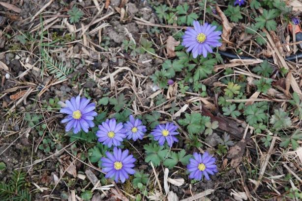 Anémones de Grèce, appelées aussi Anémones Blanda 