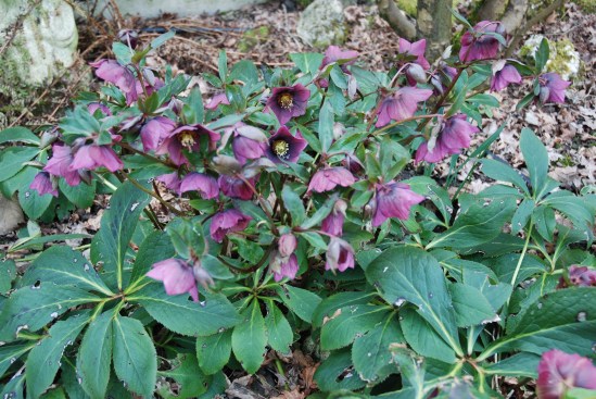 Helleborus orientalis