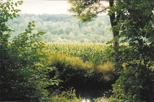 une trouée vers la prairie avec les maïs trés prés de la rivière. 