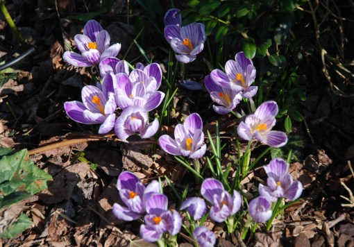 Crocus