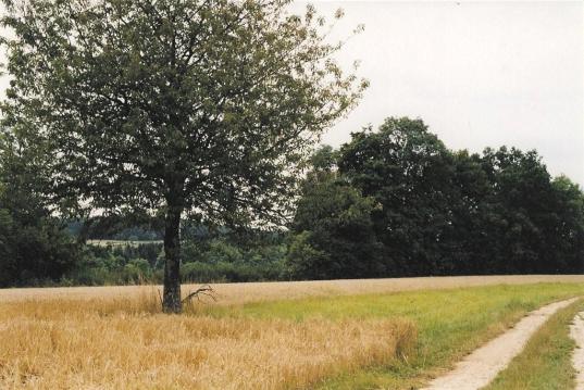 reste encore ce beau cerisier malgré les cultures intensives