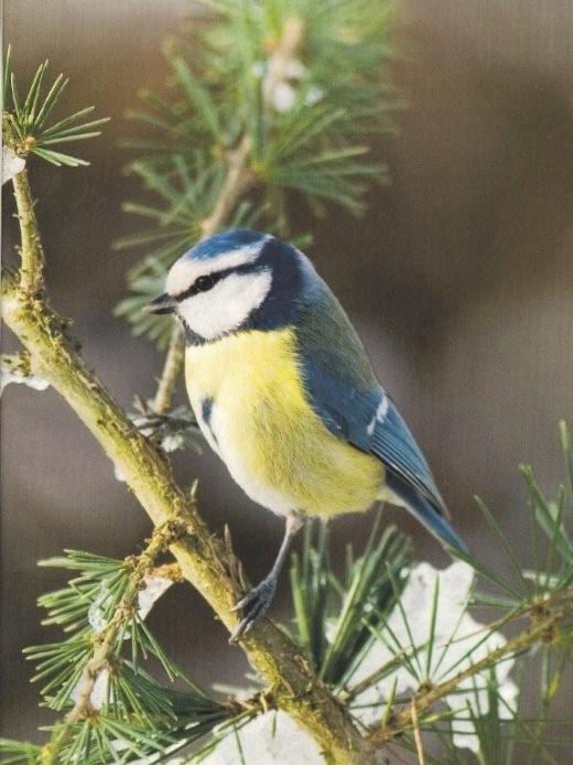 les mésanges bleues ou charbonnières apportent de la couleur à nos jardins devenus grisâtres aprés la neige et les gels répétés de cet hiver.