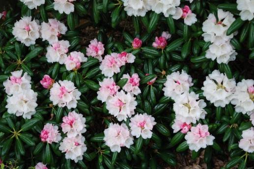 rhododendron