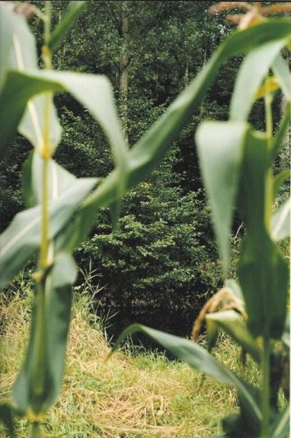 maïs de la hauteur d'un homme