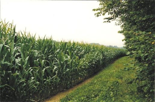 pour arriver devant un mur de maïs