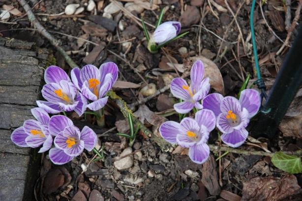 Crocus 