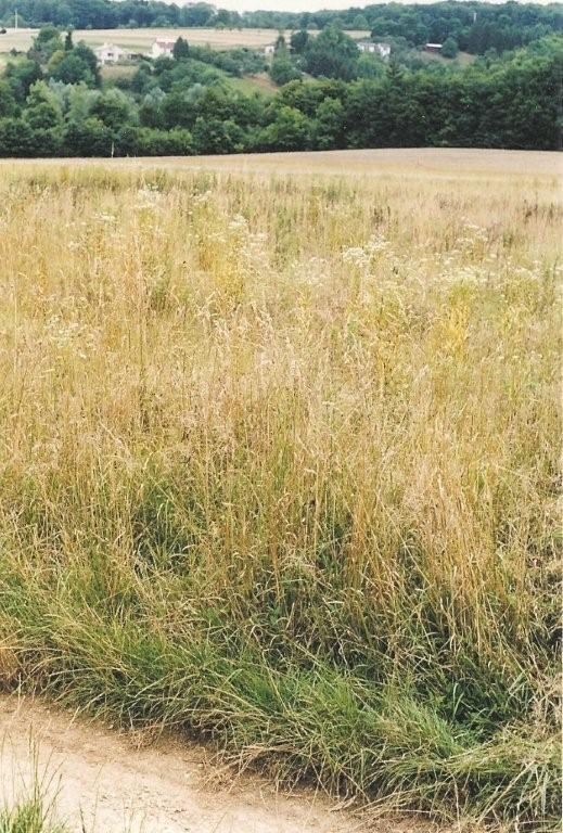 au delà, on voit la prairie de la Jeaux et les berges boisées de la Saulx