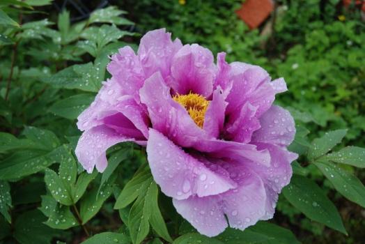 BDA490401643602370_000006