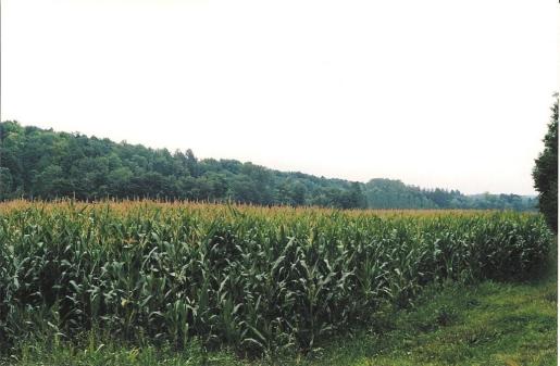 perspective désolante pour le regard tourné vers une prairie en maïs (+ nocivité de cette culture) et non en herbe