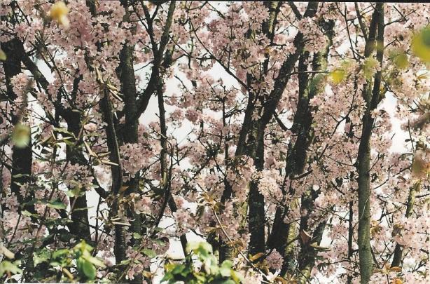 effet rapproché sur le Prunus 