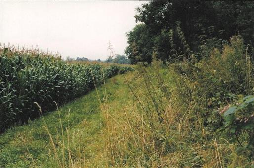 une flore sauvage prolifère en bordure de rive 
