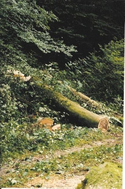le chemin qui longe la Saulx est dominé par un coteau escarpé