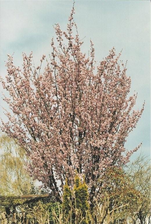 Prunus sargentii