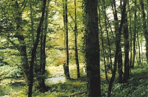 sous-bois vers la rivière