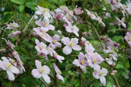 BDA490401643602370_000016