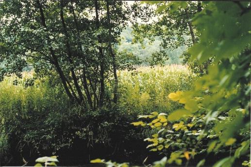 et plus loin, la culture de maïs arrive à nouveau en bordure de rivière
